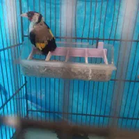 فروش سهره. و قناری