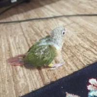 جوجه عروس کوتوله|پرنده|تربت جام, معدآباد|دیوار