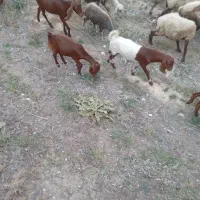 دوعدد بزغاله نر جنسی|حیوانات مزرعه|کلاله, |دیوار