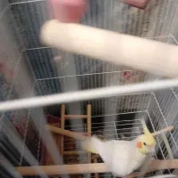 عروس هلندی نر