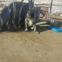 واگذاری‌ توله‌