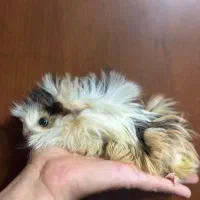 خوکچه هندی نژاد فشن