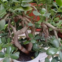 گل سیکاس|گل و گیاه طبیعی|رشت, سعدی (تختی)|دیوار