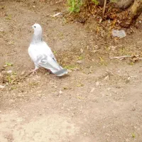 نرسبزبدرنگ