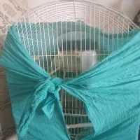 پرنده.عروس هلندی لوتینو مولد بشرط.|پرنده|گلبهار, شهر جدید گلبهار|دیوار