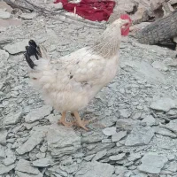 مرغ تخم گذار