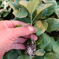 فروش نهال انواع صیفی جان گوجه بادمجان فلفل  خیار|خدمات باغبانی و درختکاری|فارغان, |دیوار