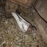 کبوتر رنگه|پرنده|تربت‌حیدریه, شهید بهشتی|دیوار