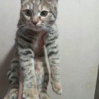 گربه خانگی|گربه|رفسنجان, |دیوار