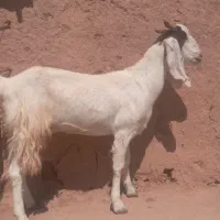 بز پاکستانی