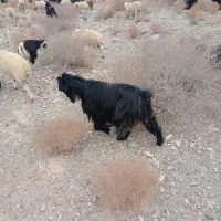 بز ترکی|حیوانات مزرعه|خضر آباد, |دیوار