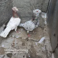 کبوتر پرشی و جفتگاه عطیقه|پرنده|اسفراین, |دیوار