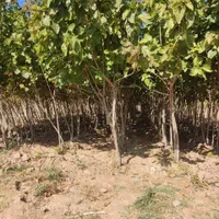 نهالستان دشت سبز|خدمات باغبانی و درختکاری|مشهد, امیریه|دیوار