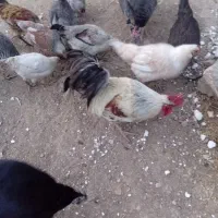 یه عدد خروس گلین توسی با یه نیمچه خروس مشکی