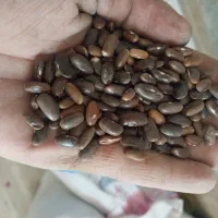 بذر لوبیا سبز