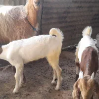 بز با کهره درآغاجاری|حیوانات مزرعه|آغاجاری, |دیوار