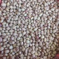 لوبیا چیتی  ،بوجاری شده ،۲ تُن