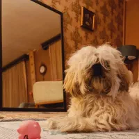 سگ شیتزو  پسر