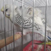 مرغ عشق پروانه ای پروانه ای تک گل رنگ خاص