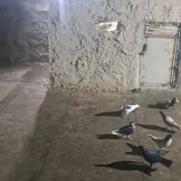 سلام ۱۴ کفتر خل