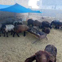 فروش شیشک ماده