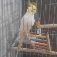 یه جفت عروس هلندی مولد