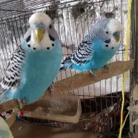 مرغ عشق نر