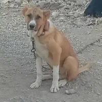 سگ خراسانی