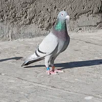 کبوتر‌دوبر‌عراق‌ماده