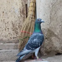 دوبر نر|پرنده|اردبیل, |دیوار