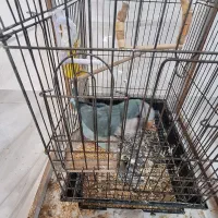 طوطی راهب نر|پرنده|علی‌آباد کتول, |دیوار