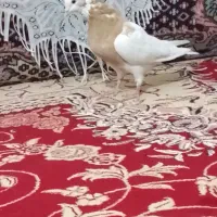 فروش کبوتر طوقی