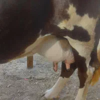 گاووگوساله