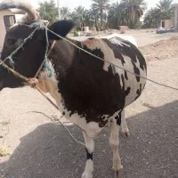 گاو اسراعیلی فروشی|حیوانات مزرعه|چاه داد خدا, |دیوار