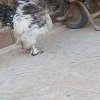 تخم نطفه دار برهما