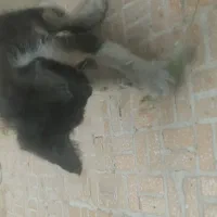 واگذاری گربه کوچولوی ناز به خانواده‌ی مهربون|گربه|نجف‌آباد, منتظری شمالی|دیوار