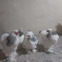 مرغ و خروس برهما