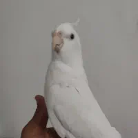 عروس هلندی نر البینو|پرنده|بافت, |دیوار