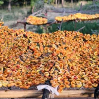 پر قیصی/شیرین/ویژه شب یلدا|خوردنی و آشامیدنی|کرمان, |دیوار