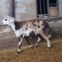 13تا بره ماده آبستن درشت