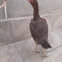 مرغ|حیوانات مزرعه|ارومیه, |دیوار