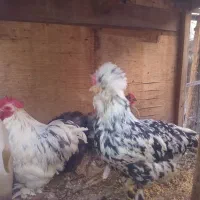 ست کوشین اورجینال وارداتی ومرغ اوکراینی گلباقالی|حیوانات مزرعه|تهران, افسریه جنوبی|دیوار