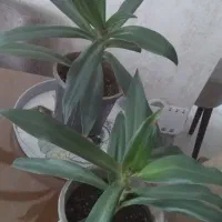 فروش گل طبیعی