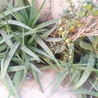 فروش گیاه آلوئه ورا توافقی به قیمت مناسب|گل و گیاه طبیعی|قم, زنبیل آباد|دیوار