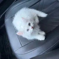 گربه پرشین نر|گربه|ماکو, |دیوار