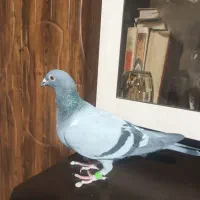 کفتر مسافتی ماده|پرنده|نسیم‌شهر, |دیوار