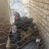 تعدادی مرغ و بوقلمون مرغ شاخدار