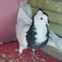 طوقی بالغ و جوجه