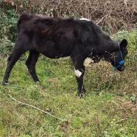 دورگ بی شاخ (لیشه)|حیوانات مزرعه|رشت, بازار|دیوار