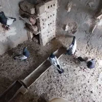 ۶ عدد کبوتر سینه نر|پرنده|رشتخوار, |دیوار